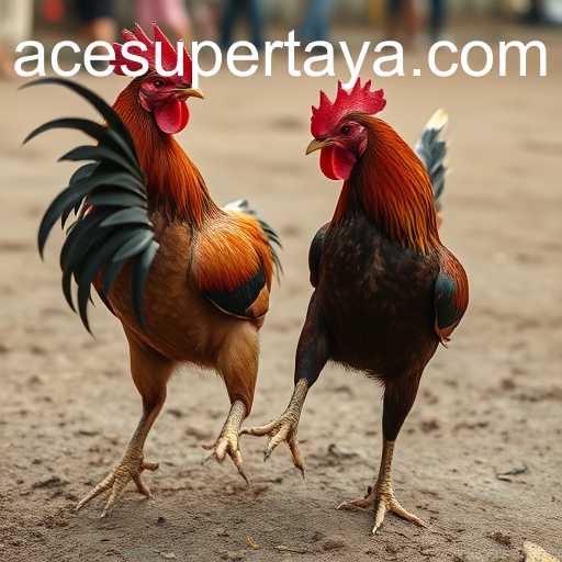 Exploring the Complex World of Cockfighting